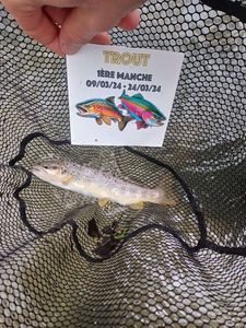 Brown Trout