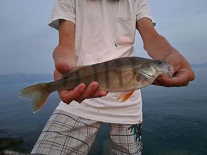 European Perch