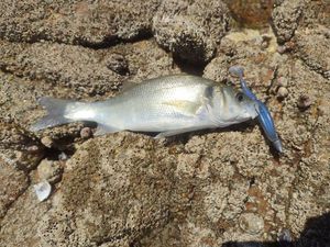 European Bass (Seabass)