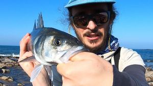 European Bass (Seabass)