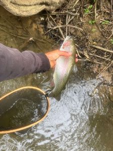 Rainbow Trout