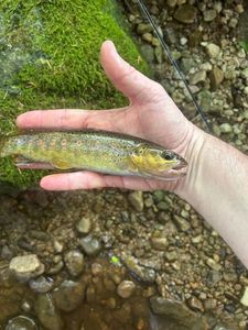 Brown Trout