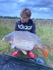 Common Carp