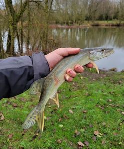 Northern Pike