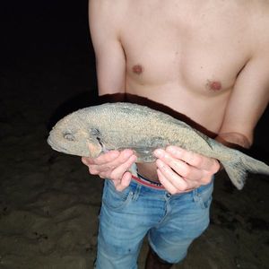 Gilthead Seabream