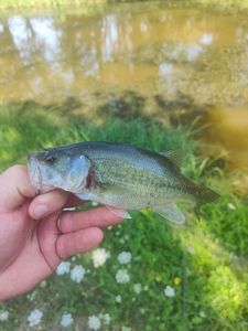 Largemouth Bass