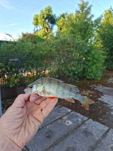 European Perch