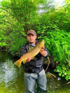 Brown Trout