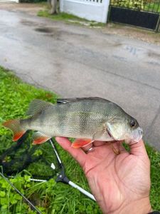 European Perch