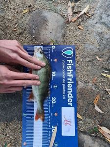 European Perch