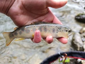 Brown Trout