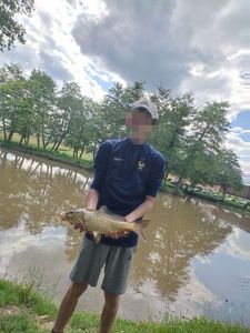 Common Carp