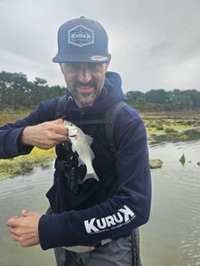 European Bass (Seabass)