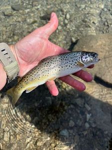Brown Trout