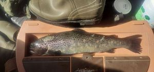 Brown Trout