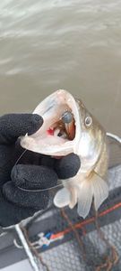 Zander
