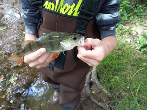 European Perch