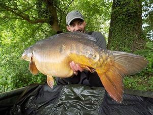 Mirror Carp