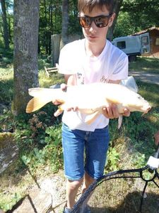 Common Carp