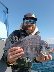 Black Seabream