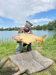 Common Carp