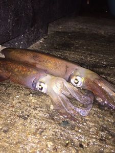 European Squid