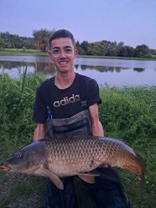 Common Carp