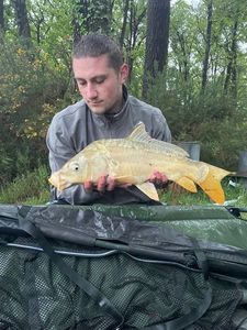 Mirror Carp