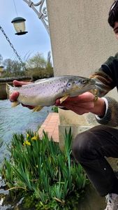 Brown Trout