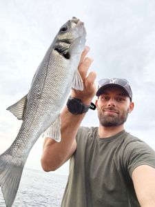 European Bass (Seabass)