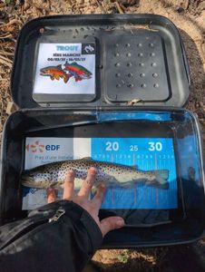 Brown Trout