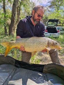 Common Carp