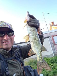 Northern Pike