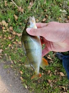 European Perch