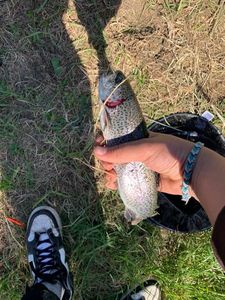 Rainbow Trout