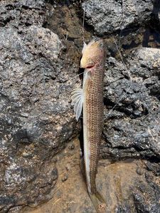 Atlantic Lizardfish
