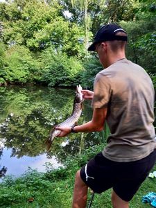 Northern Pike