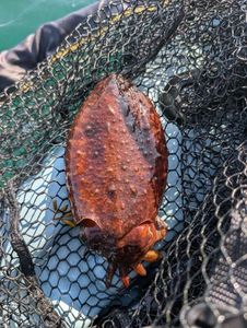 Common Cuttlefish