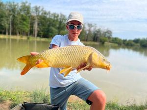 Common Carp