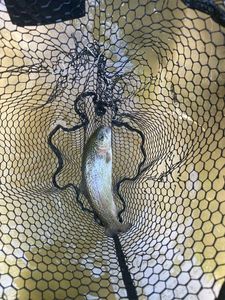 Rainbow Trout