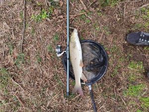 Barbel