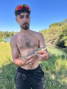 Zander
