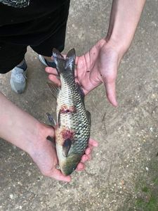 Common Carp