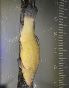 Tench