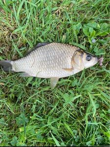 Tench