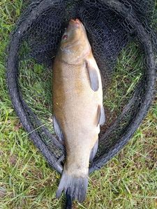 Tench
