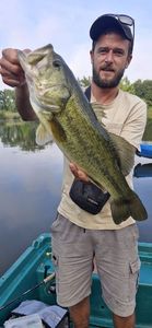 Largemouth Bass