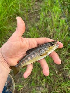 Brown Trout