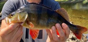 European Perch