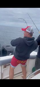 Albacore